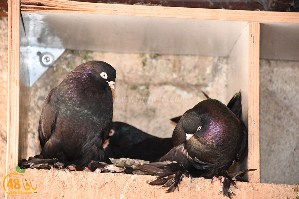 zohdi 3ashoor (46).jpeg